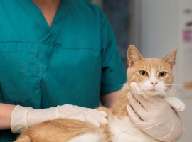 veterinario curitiba Clínica Veterinária Viapiana | Clínica Veterinária, Vacinação em Cães e Gatos em Curitiba