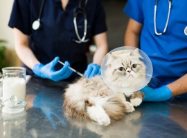 veterinario curitiba Clínica Veterinária Viapiana | Clínica Veterinária, Vacinação em Cães e Gatos em Curitiba